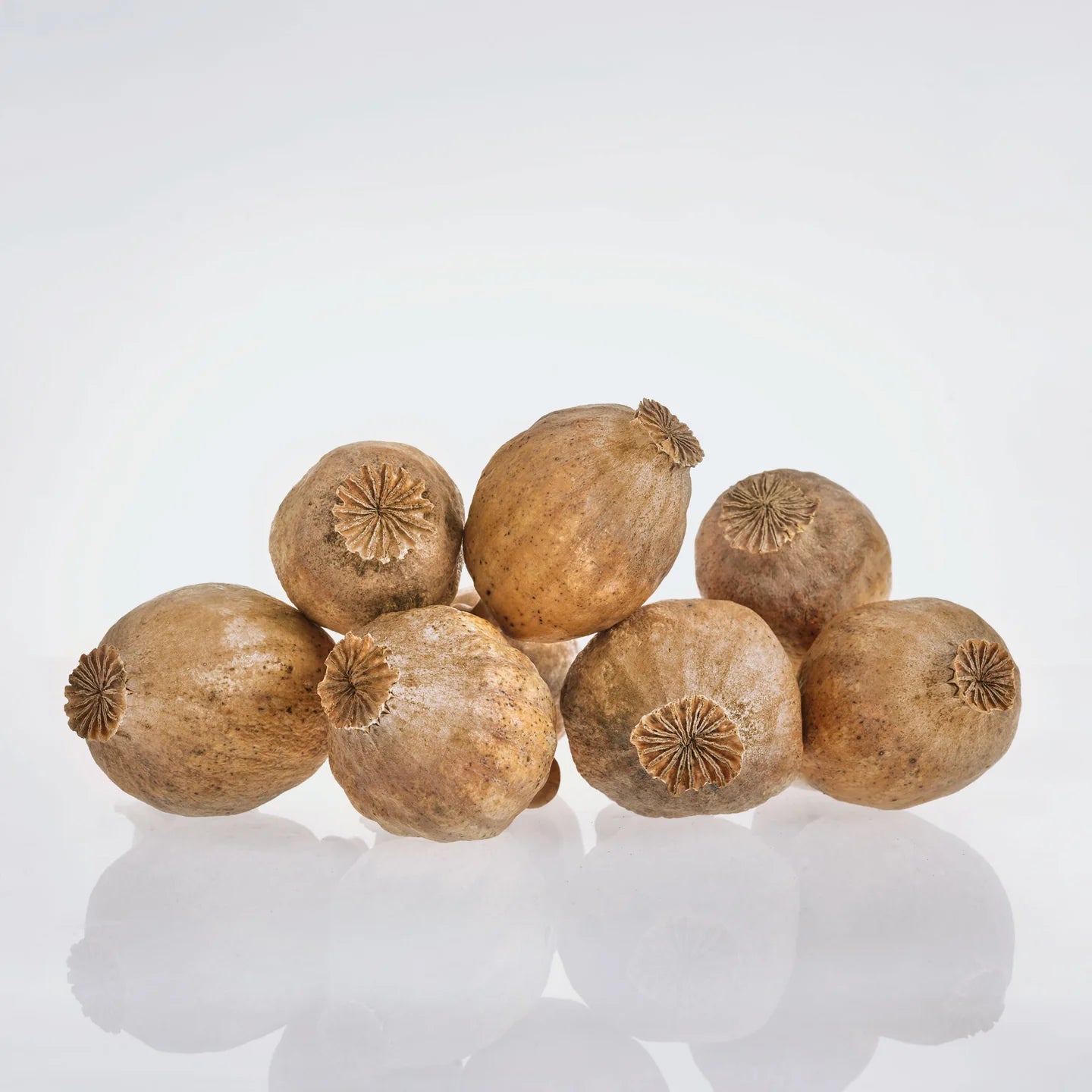 Large poppy capsules without stem